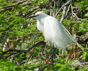 Snowy Egret in nature