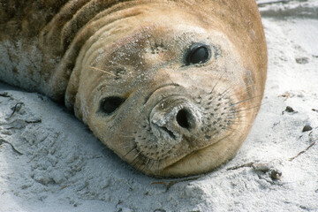 Fototapeta premium Eléphant de mer, Mirounga leonina, Iles Falkland, Malouines