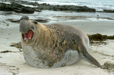 Eléphant de mer, Mirounga leonina,  Iles Falkland, Malouines