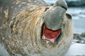 Eléphant de mer, Mirounga leonina,  Iles Falkland, Malouines