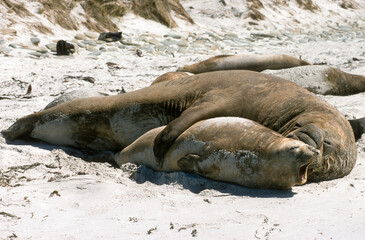 Eléphant de mer, Mirounga leonina,  Iles Falkland, Malouines