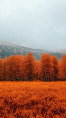 Fototapeta premium Misty Forest with Orange Trees and Grass in Fall.