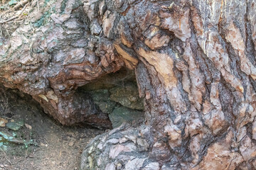 Textured Tree Bark Natural Structure Patterns Artistry Nature Detail