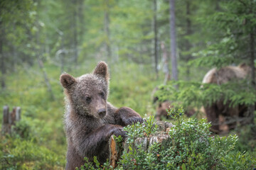 Brown bear cub explores its lush forest habitat