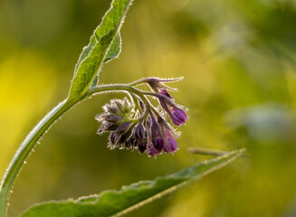 joli groupement de fleur de consoude en macro sous une belle lumière naturelle