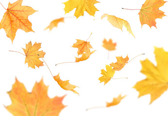 Fototapeta premium Golden autumn leaves falling on white background