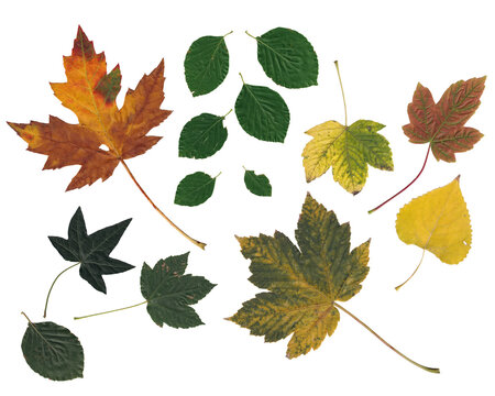 Scanned and isolated autumn leaves maple, ivy, birch 600dpi perfect for designers and 3d textures