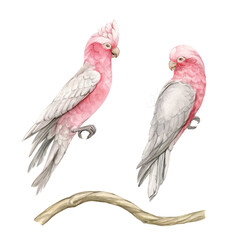 Pink cockatoos on a branch hand drawn in watercolor and isolated.