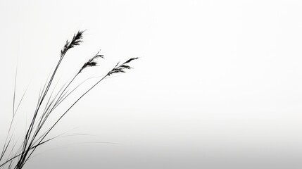 Fototapeta premium monochrome grass black and white