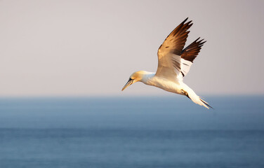 Northern gannets – Morus bassanus - on the red cliffs of the German offshore island of Heligoland, Schleswig Holstein, Germany, Europe