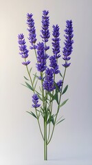 Naklejka premium Beautiful High-Resolution Lavender Image Capturing the Subtle Details of Each Flower