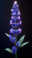 Obraz premium Crystal Clear High-Definition Image of a Lavender Garden with Vibrant Purple Hues