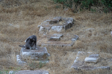 A Cat in a Grave Yard