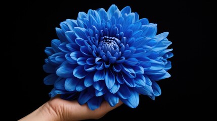 bloom blue chrysanthemum