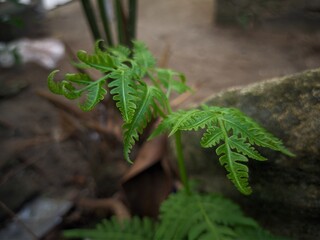 Fern plant