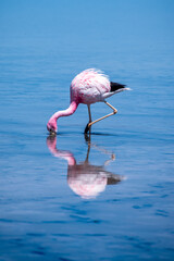 Flamingos in the Atacama salt flat, Chile