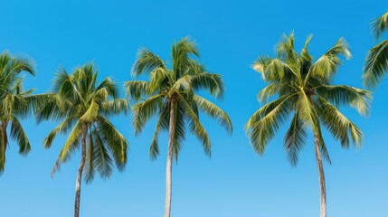 serene palm trees blue sky