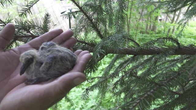 A clumsy, nosed chick of Wood pigeon in the hands of an operator