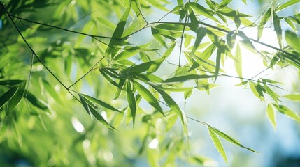sunlight bamboo leaves