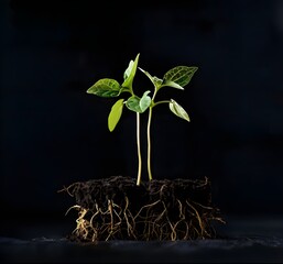 Hopeful Green Seedling Sprouting from Dark Soil Towards Sunlight