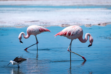 Flamingos in the Atacama salt flat, Chile