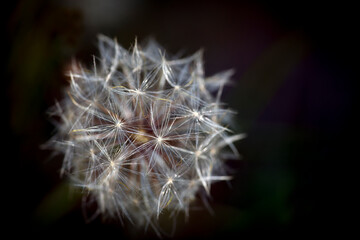 dandelion seed head, nacka,sverige,sweden,mats,stockholm,summer