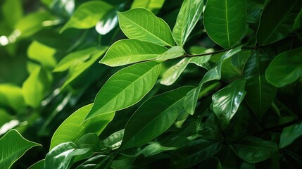 Fototapeta premium shot koa tree