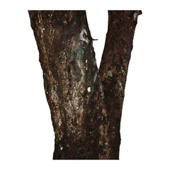 Old Tree Trunk on Clear Background