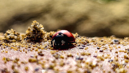 Ladybug close-up, with sea sand nearby. The insect sits on a woman's leg, covered in shell sand