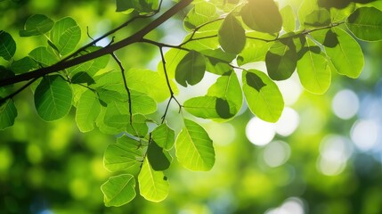 green branch of leaves