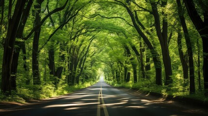 Obraz premium leaves road in trees