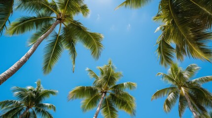 Fototapeta premium greenery palm trees looking up