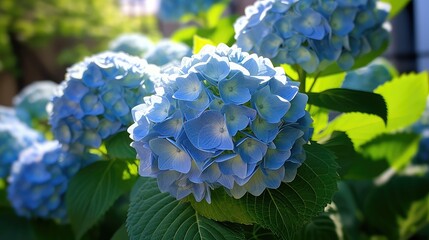 circular hydrangea blue flower