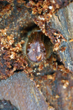European spruce bark beetle, Ips typographus. Characteristic end of the body. A beetle under the bark of a dead spruce tree entering a won gallery. And a tiny white phoretic mite.