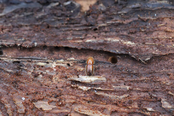 A bark beetle under the bark of a dead spruce tree.