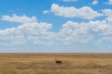 Wild ostrich in Serengeti national park