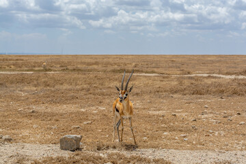 Wild Thomson's gazelles in serengeti national park