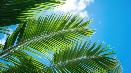 Fototapeta premium large plants leaves