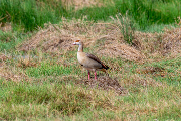 Wild birds in Serengeti National Park