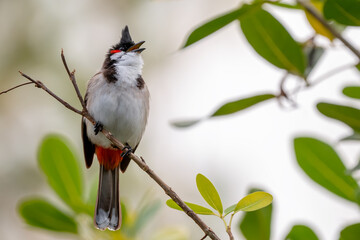 Red-whiskered Bulbul - Pycnonotus jocosus, beautiful colored perching bird from South Asian forests, bushes and gardens, Mauritius island.
