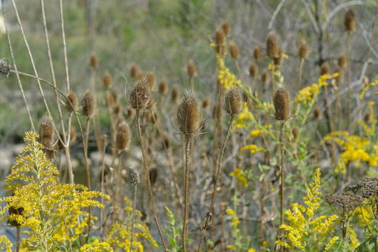 field of wildflowers (goldenrod) and dried teasel (Dipsacus fullonum) in summer