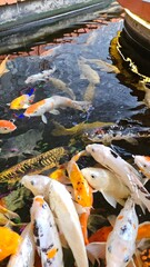 Many colorful Koi fish or Fancy Carp swimming in the pond and waitting to be fed. 
Fight for food. Decorative fish for the park area. Top view, close up.