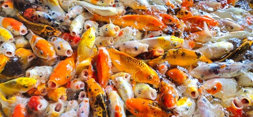 Many colorful Koi fish or Fancy Carp swimming in the pond and waitting to be fed. 
Fight for food. Decorative fish for the park area. Top view, close up.