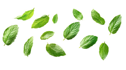 Lush green mint leaves suspended in mid-air against a transparent backdrop, showing off their vivid color and texture, suitable for culinary or herbal applications.