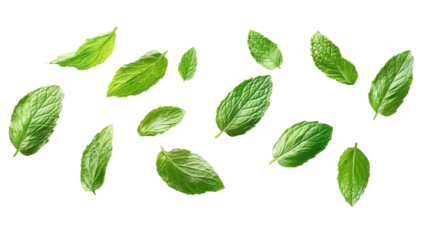 Lush green mint leaves suspended in mid-air against a transparent backdrop, showing off their vivid color and texture, suitable for culinary or herbal applications.