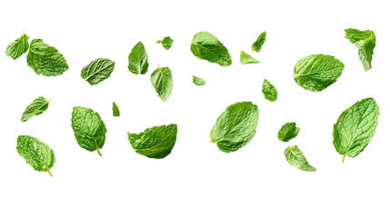 A collection of fresh mint leaves in bright green, drifting on a transparent background, emphasizing their vibrant texture for cooking or herbal use.