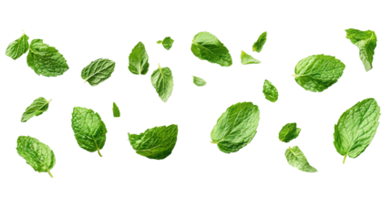 A collection of fresh mint leaves in bright green, drifting on a transparent background, emphasizing their vibrant texture for cooking or herbal use.