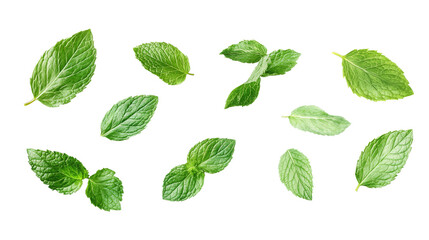 Multiple crisp mint leaves in a vivid green hue floating on a transparent background, displaying their freshness and texture for both cooking and herbal remedies.