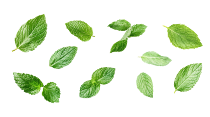 Multiple crisp mint leaves in a vivid green hue floating on a transparent background, displaying their freshness and texture for both cooking and herbal remedies.
