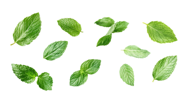 Multiple crisp mint leaves in a vivid green hue floating on a transparent background, displaying their freshness and texture for both cooking and herbal remedies.